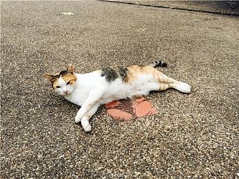 Switch 2新传闻：8英寸LCD屏 最高512G内部存储